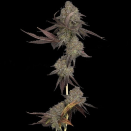 semillas-auto-dna-cake-de-dna-genetics