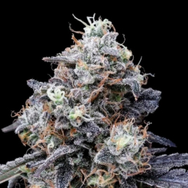 semillas-auto-macmelon-de-dna-genetics semillas-auto-macmelon-de-dna-genetics