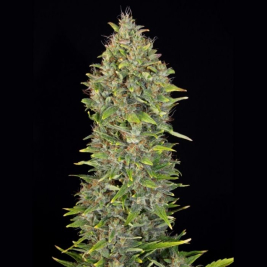 auto-mk-ultra-de-th-seeds auto-mk-ultra-de-th-seeds