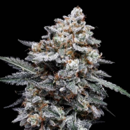semillas-auto-purple-people-eater-de-dna-genetics-de-dna-genetics