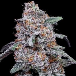 semillas-auto-purple-people-eater-de-dna-genetics