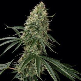 auto-sin-tra-bajo-barneys-farm.jpg auto-sin-tra-bajo-barneys-farm.jpg