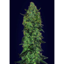 auto-skunk-mass.jpg auto-skunk-mass.jpg