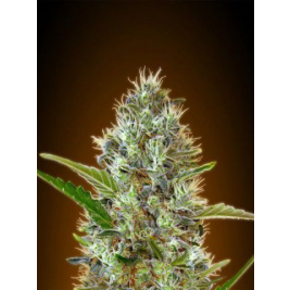 auto-somango.jpg auto-somango.jpg