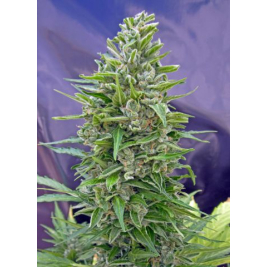 automatik-mix.jpg automatik-mix.jpg