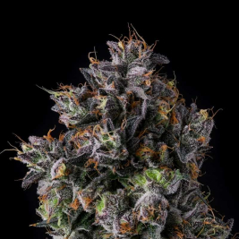 azulcar-feminizadas-de-nine-weeks-harvest