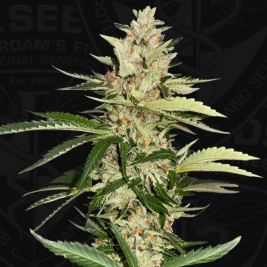 banana-candy-krush-de-th-seeds