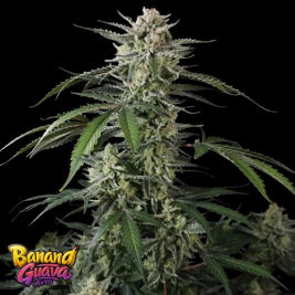 Banana Guava Auto