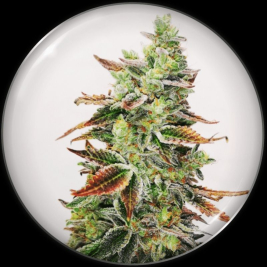 semillas-de-banana-purp-de-medical-seeds
