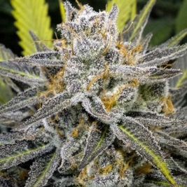 semillas-banana-split-de-dna-genetics