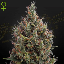 Big Bang Auto