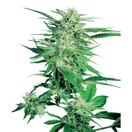 big-bud-feminizada-sensi-seeds_3.jpg big-bud-feminizada-sensi-seeds_3.jpg