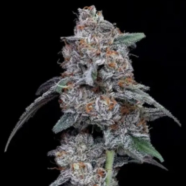 semillas-big-mac-auto-de-dna-genetics