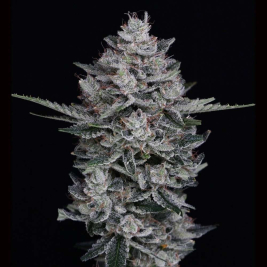Black JoshD XL Auto