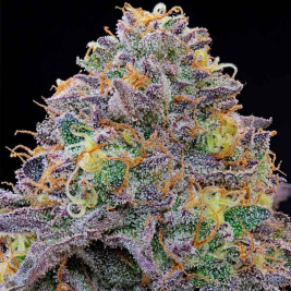 Semillas Feminizadas Blue Gelonade de Grounded Genetics