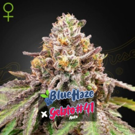 Blue Haze x Gelato 41 Auto