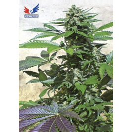 blue-rhino.jpg blue-rhino.jpg