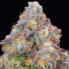 Semillas Feminizadas Blue Zlime de Grounded Genetics