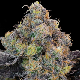 Semillas Feminizadas Blueberry Zkunk de Grounded Genetics Semillas Feminizadas Blueberry Zkunk de Grounded Genetics