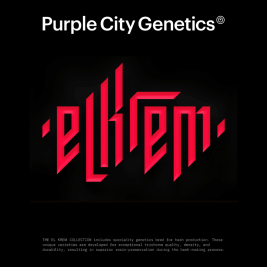 bogarts-feminizada-purple-city-genetics