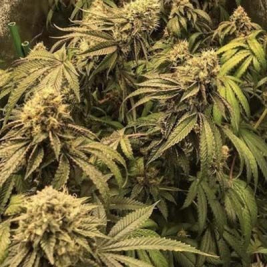 brrrberry-og-purple-punch-pcg.jpg brrrberry-og-purple-punch-pcg.jpg