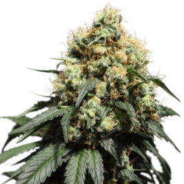 bruce-lemon-diesel-super-sativa-seed-club