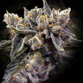 Bruised Banana de DNA Genetics