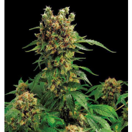 california-hash-plant-dinafem.jpg california-hash-plant-dinafem.jpg