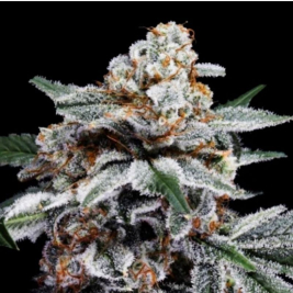 semillas-canelo-auto-de-dna-genetics semillas-canelo-auto-de-dna-genetics