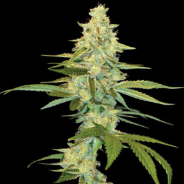 cannalope-kush-feminizada-dna-genetics.jpg cannalope-kush-feminizada-dna-genetics.jpg