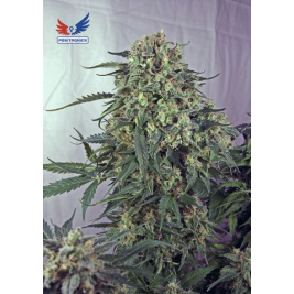 caramelice.jpg caramelice.jpg