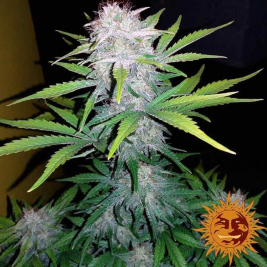 cbd-lemon-potion-auto12.jpg cbd-lemon-potion-auto12.jpg