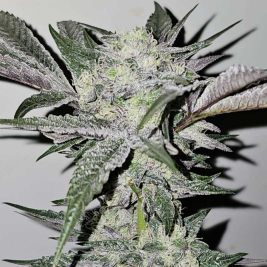 semillas-cheddar-blossom-feminizada-de-karma-genetics semillas-cheddar-blossom-feminizada-de-karma-genetics