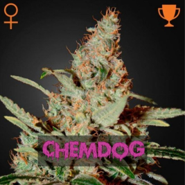 Chemdog