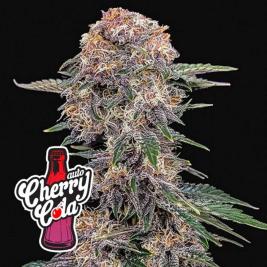 cherry-cola-auto-rf3-de-fast-buds cherry-cola-auto-rf3-de-fast-buds