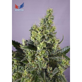 claustrum.jpg claustrum.jpg