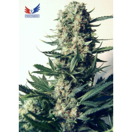 critical-47.jpg critical-47.jpg