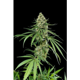 critical-dinafem_4.jpg critical-dinafem_4.jpg