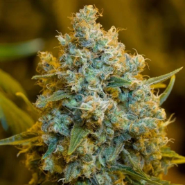 critical-jack-de-silent-seeds critical-jack-de-silent-seeds