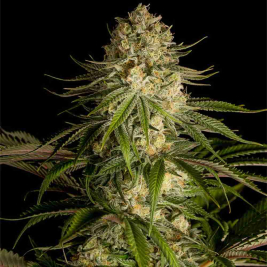 critical-kush-1.jpg critical-kush-1.jpg