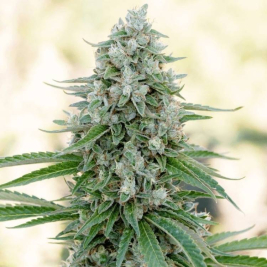 critical-mango-de-silent-seeds critical-mango-de-silent-seeds