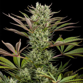 deep-cheese2.jpg deep-cheese2.jpg