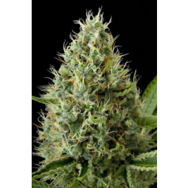 dinamex-dinafem.jpg dinamex-dinafem.jpg