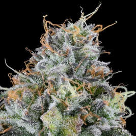 Semillas Feminizadas Easy Money de Grounded Genetics Semillas Feminizadas Easy Money de Grounded Genetics