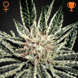 el-nino-green-house-seeds3.jpg el-nino-green-house-seeds3.jpg