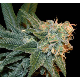 ese-t-bilbo-auto.jpg ese-t-bilbo-auto.jpg