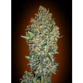 female-collection-1.jpg female-collection-1.jpg