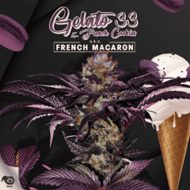 french-macaron-(gelato-33-x-french-cookies)-de-th-seeds
