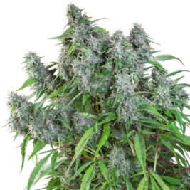 frosty-friday-de-super-sativa-seed-club