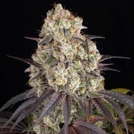 semillas-gary-payton-de-barney´s-farm